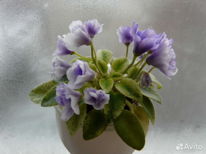 Фиалки сортовые (детки, пасынки)