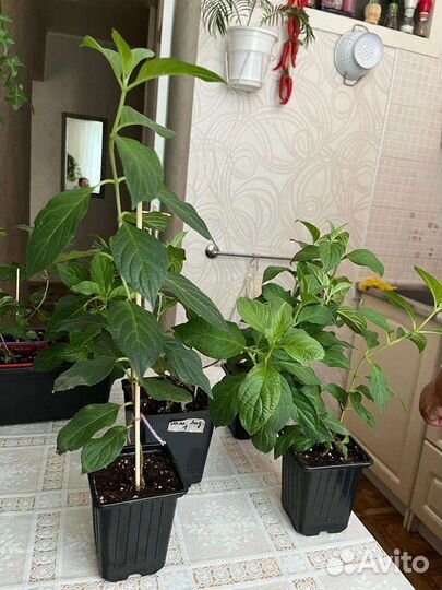 Растения для сада гортензия