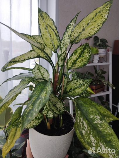 Аглаонема даймонд