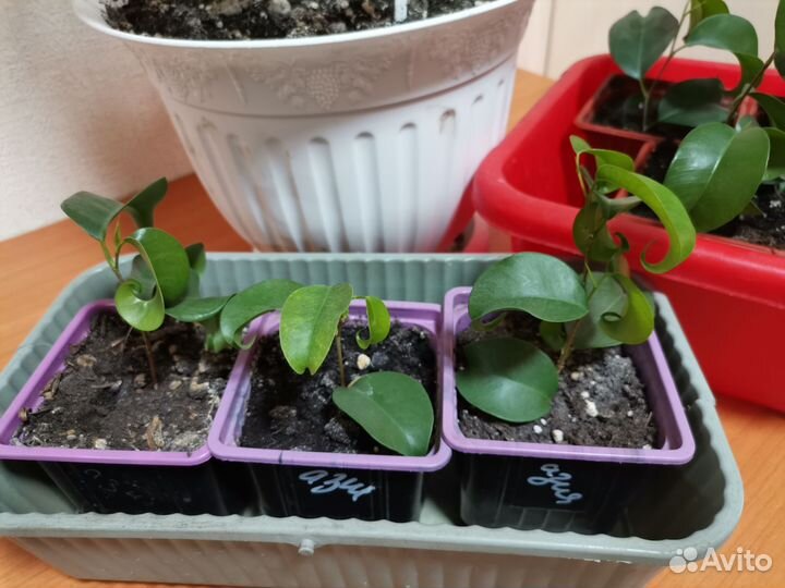 Фикус Букле