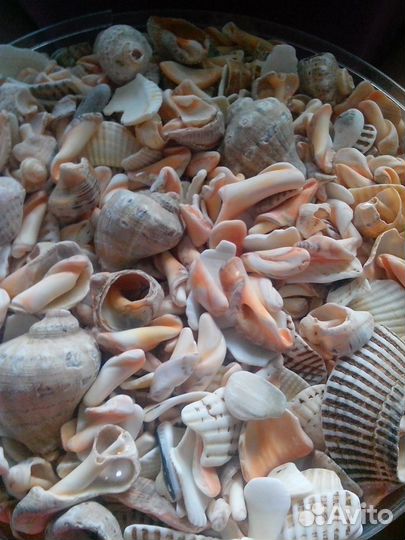 Морские ракушки