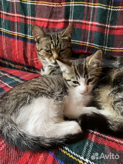 Котик в добрые руки бесплатно