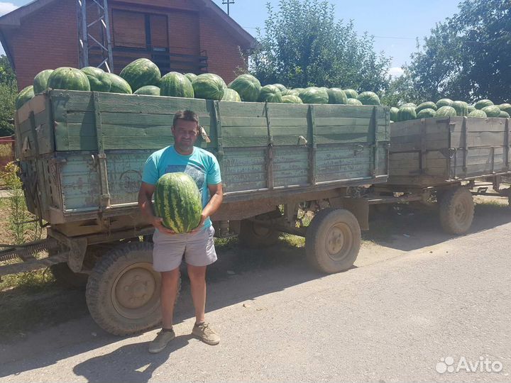 Семена арбуза Гризли F1