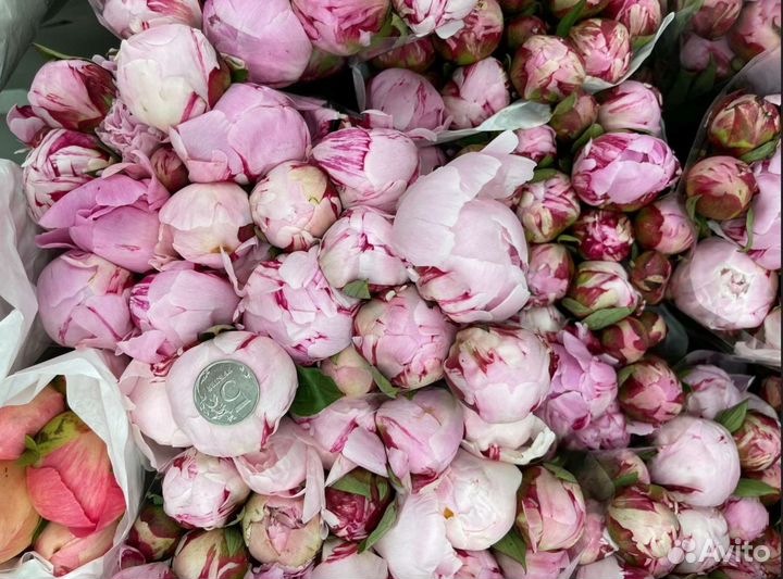 Пионы опт розница