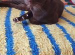 Ориентальный шоколадный кот вязка