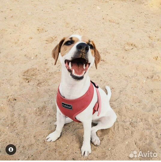 Одежда для маленьких собак