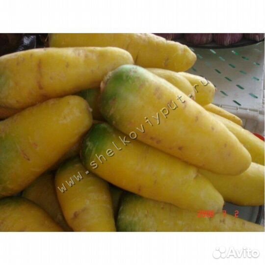 Продам семена желтой морковки в наличии 7 кг