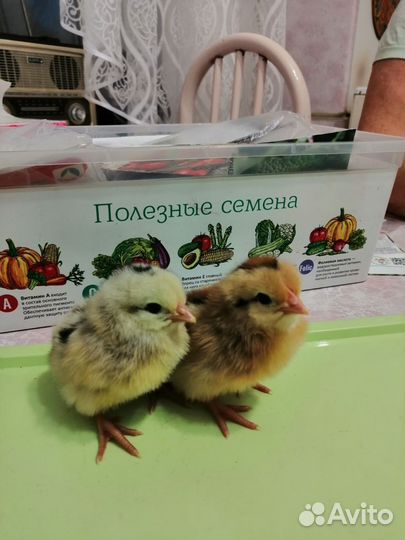 Продам циплят