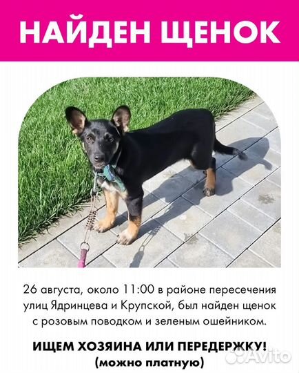 Найден щенок