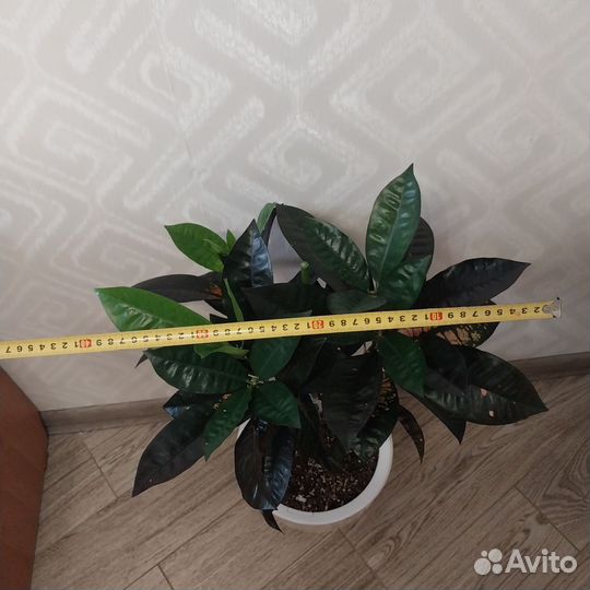 Кротон миссис айстон