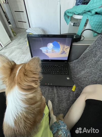 Выгул собак