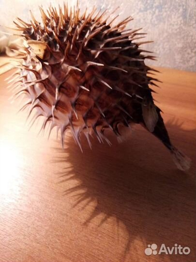 Чучело рыбы - морской еж