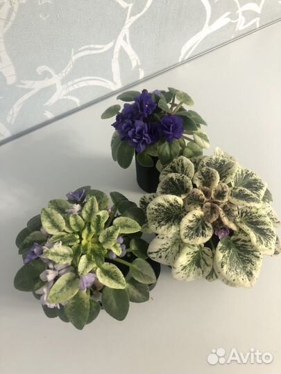 Сортовые фиалки