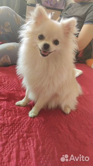 Щенки немецкого шпица