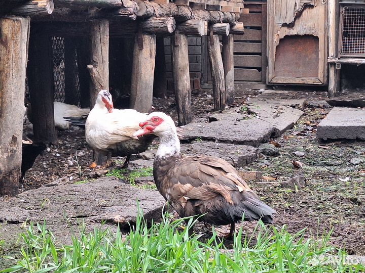 Индоутки и селезни