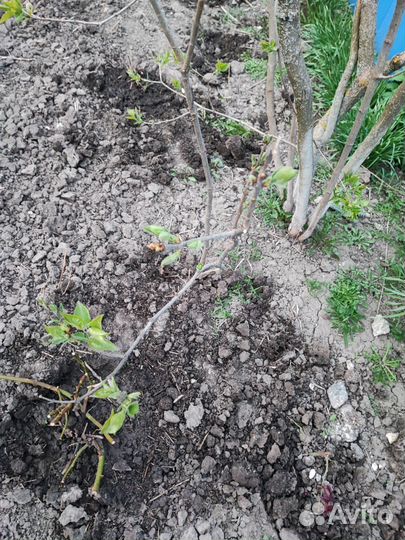 Сирень сортовая