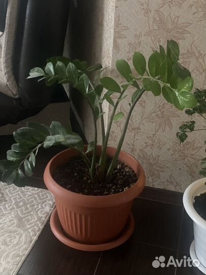 Замиокулькас