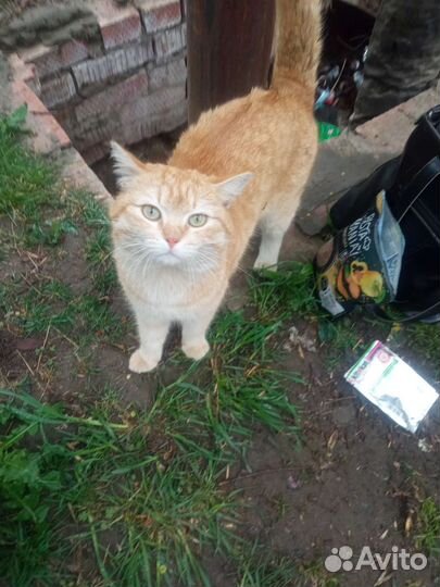 Котик в добрые руки