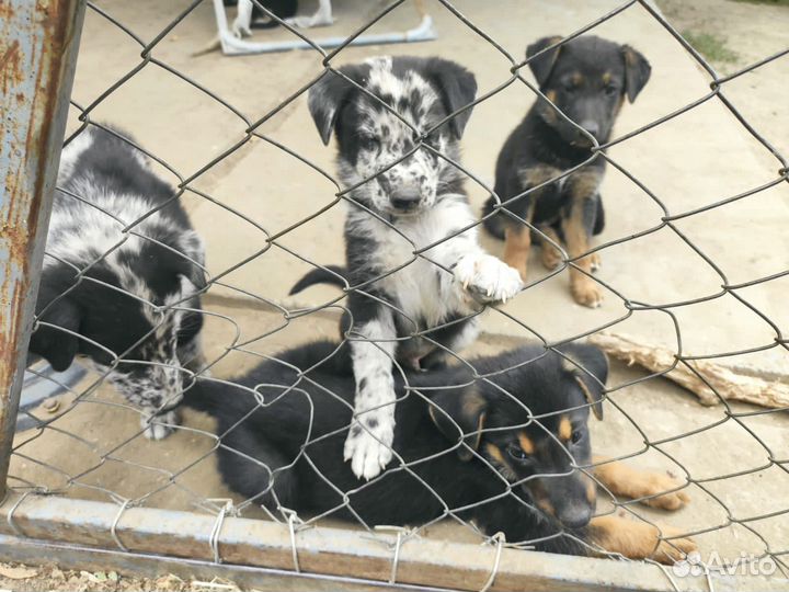 Щенята в добрые руки помесь