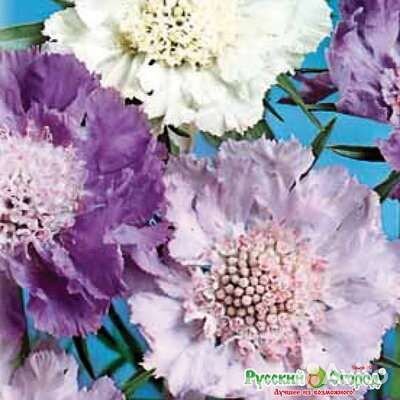 Семена растений для зимних букетов/сухоцветы