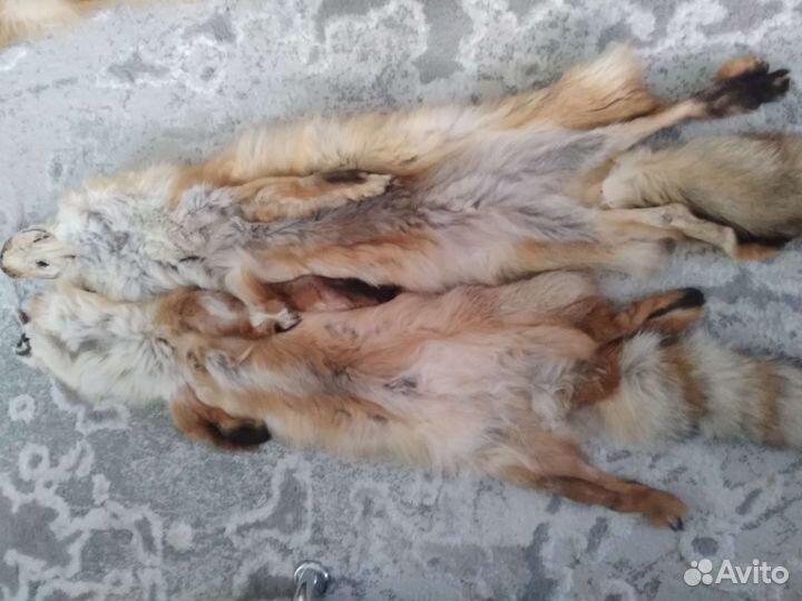 Шкуры лисы