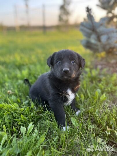 Щенки маленькой дворняжки