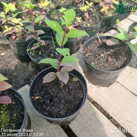 Гортензия Самарская Лидия (В контейнере С-1)