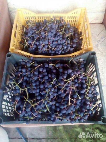 Виноград. Чубуки (черенки), саженцы