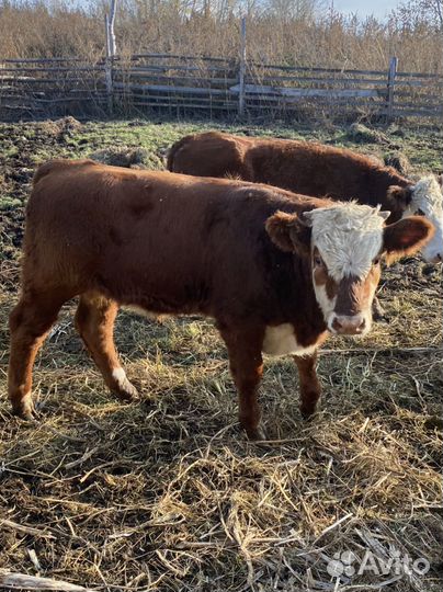 Бычки и телки