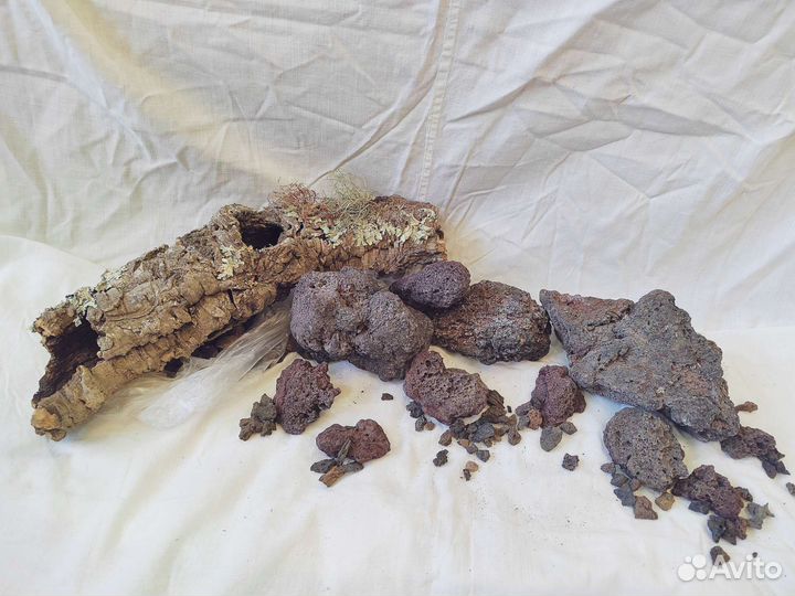 Коряга пробковый дуб