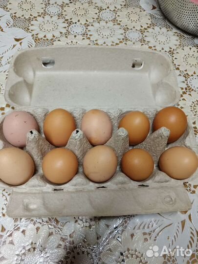 Домашние куриные яйца
