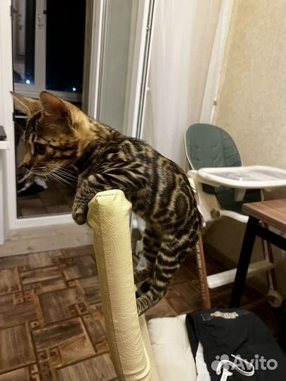 Бенгкальский котенок