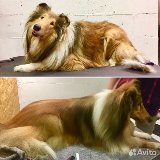 Груминг. Стрижка собак/кошек