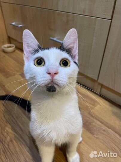 Котенок