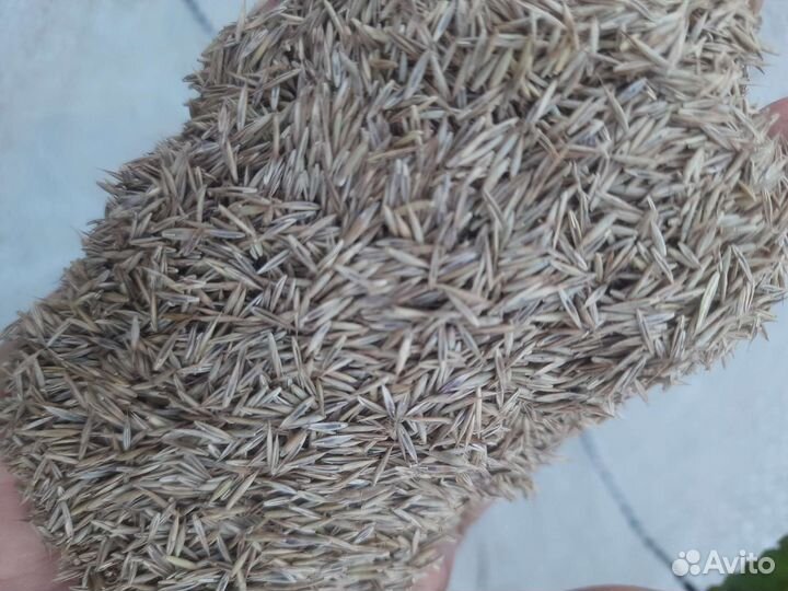 Семена газон