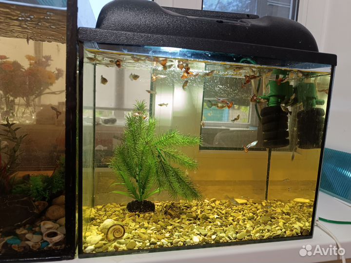 Два аквариума с рыбками