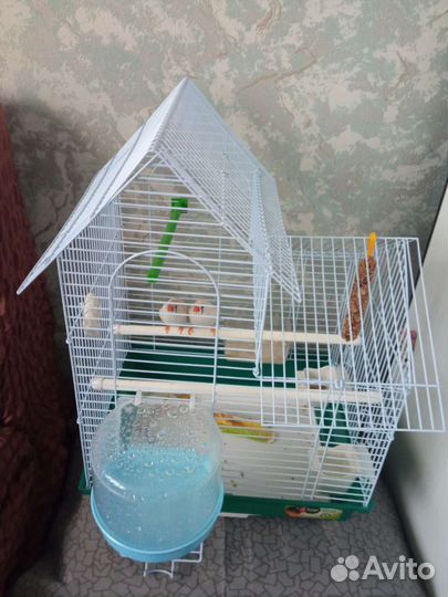 Малыши Зебровых Амадинок