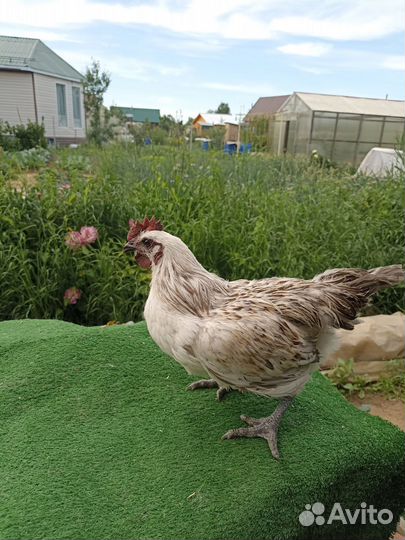 Петух лакеданзи, амераукана лаванда