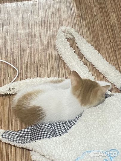 Кошки бесплатно