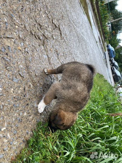 Щенок в добрые руки