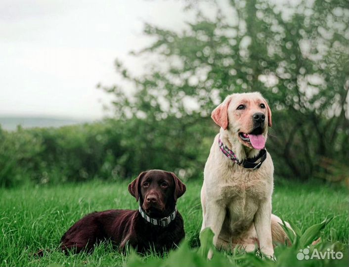 Щенки с документами РКФ