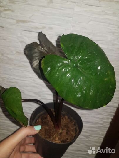Алоказия Chocolate Green