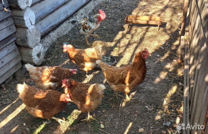 Куры-несушки с петухом