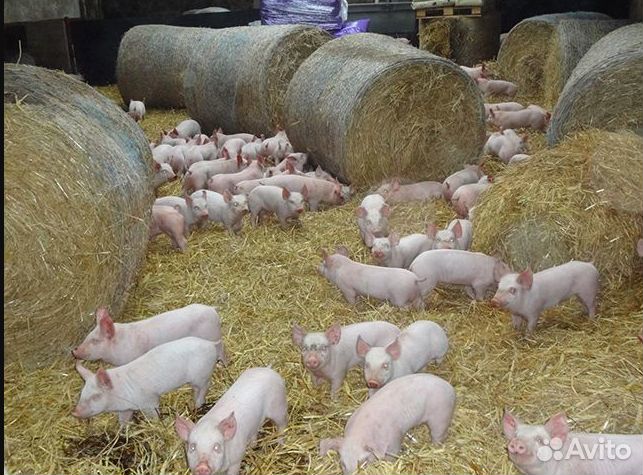 Сено зелёное. Солома в ролонах и мишках. Доставка