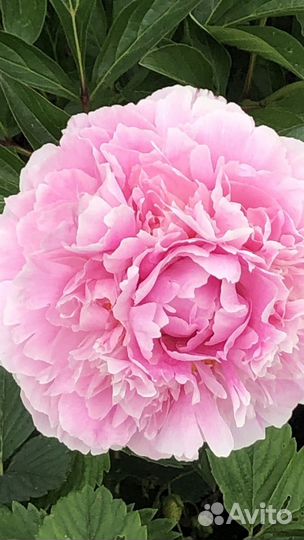 Пион Сара Бернар