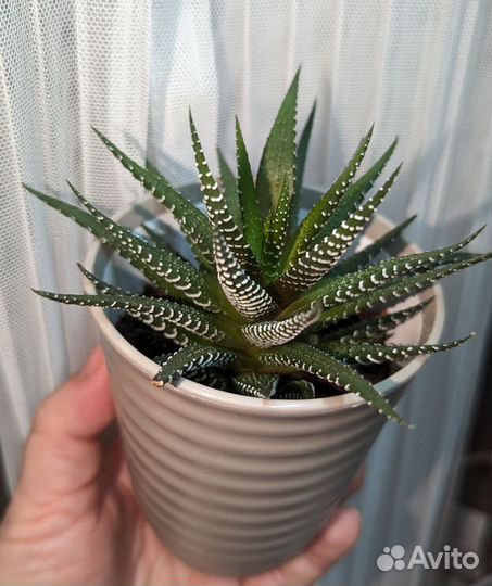 Хавортия полосатая