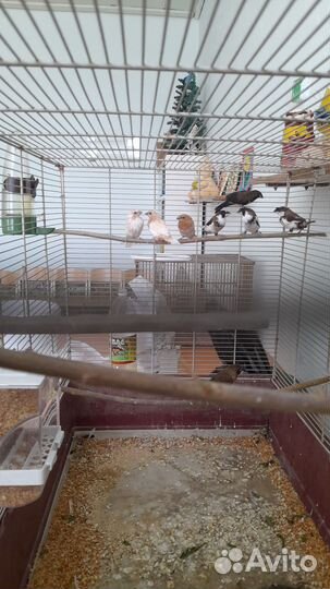 Японские амадины