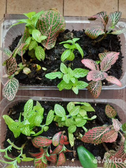 Комнатные цветы Фиттония