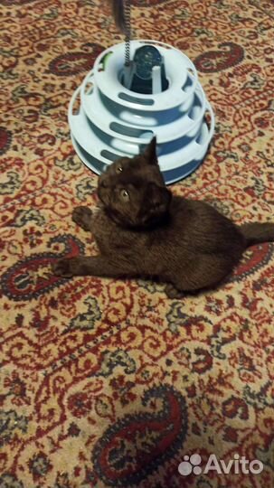 Кошки в добрые руки бесплатно