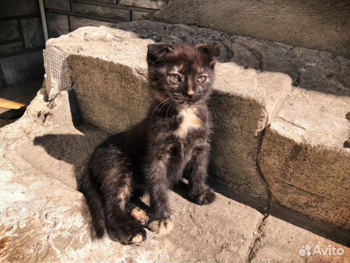 Кошки,потомки вислоухой британки